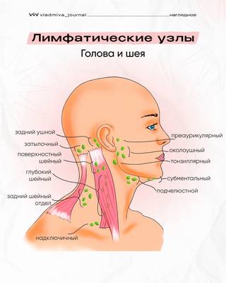 Лимфоузлы — сторожевые посты здоровья.